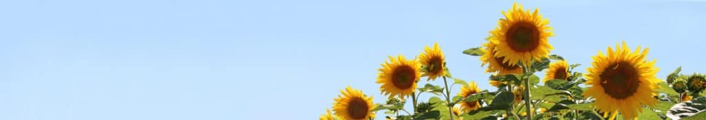 Sunflowers against a blue sky
